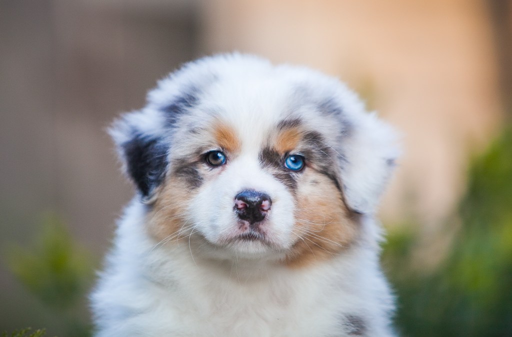 close-up of Australian Shepherd puppy