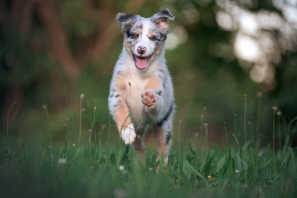 Australian Shepherd puppy running