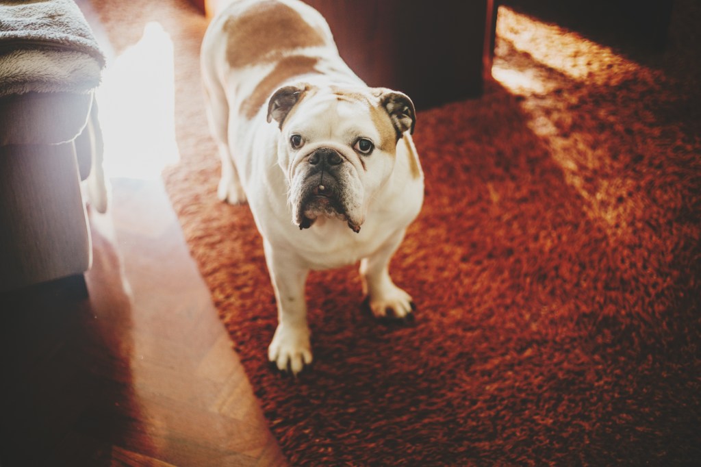 a white and brown bulldog relaxing on red carpet in a living room.