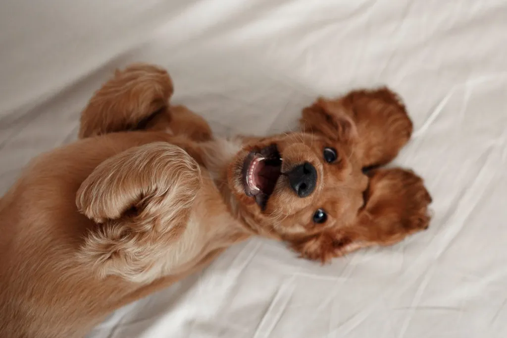 English Cocker Spaniel puppy