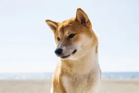 Doge meme Shiba Inu