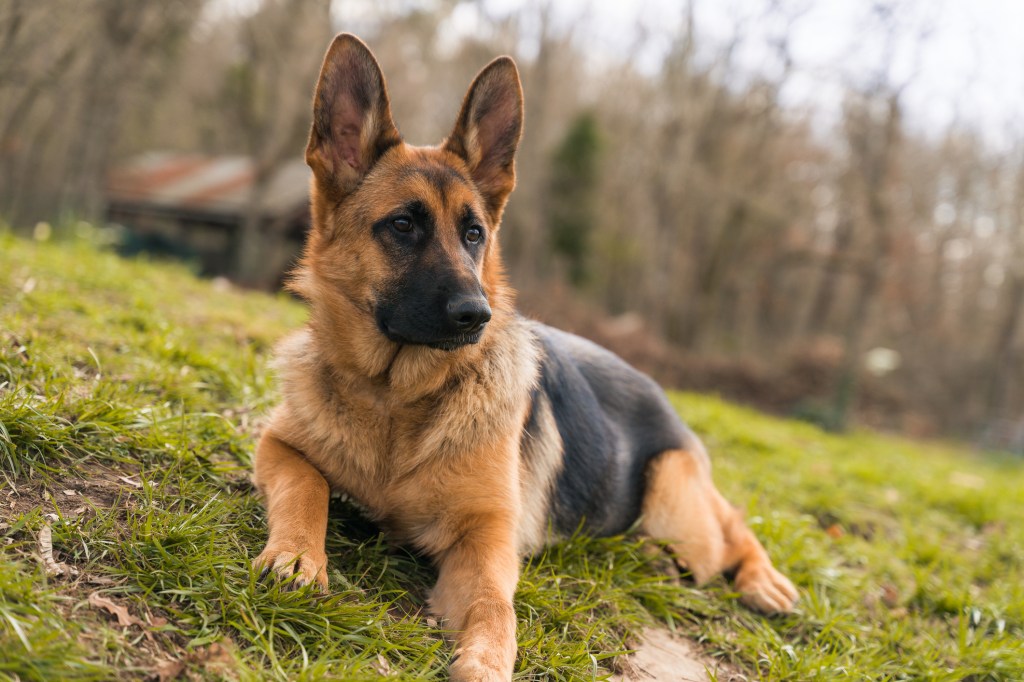 German Shepherd dog lying in field