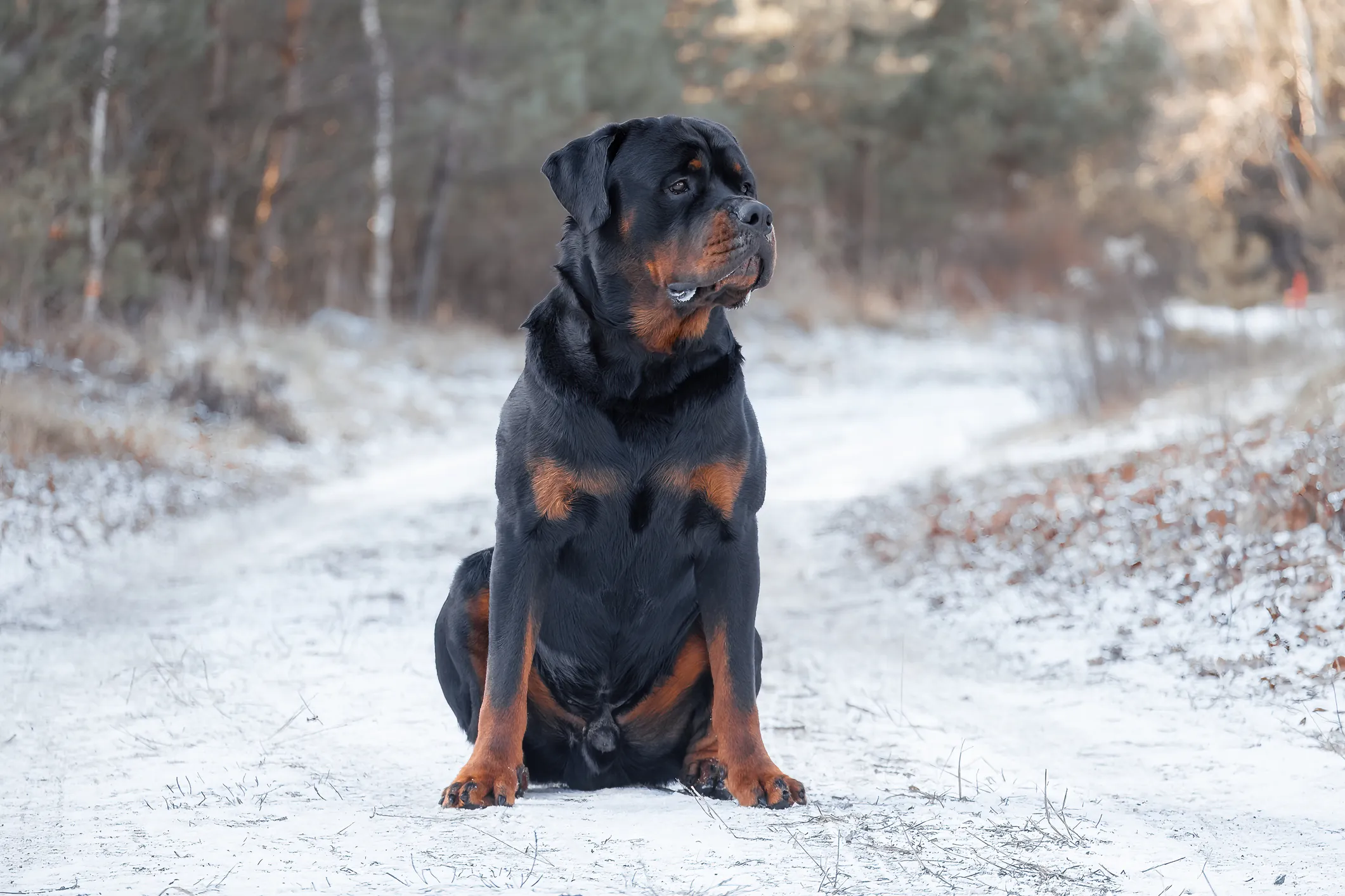 Rottweiler clearance hunting dog