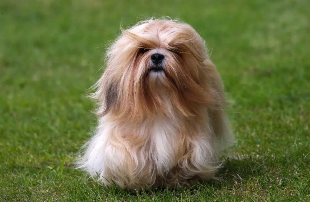 Lhasa Apso in the grass.