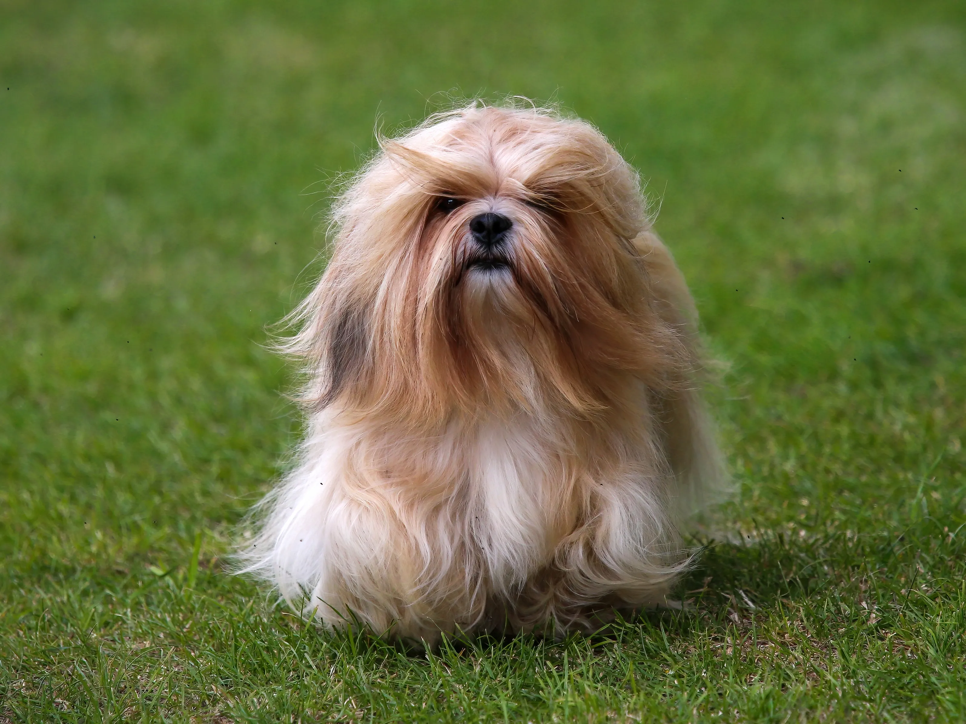 Fat store lhasa apso