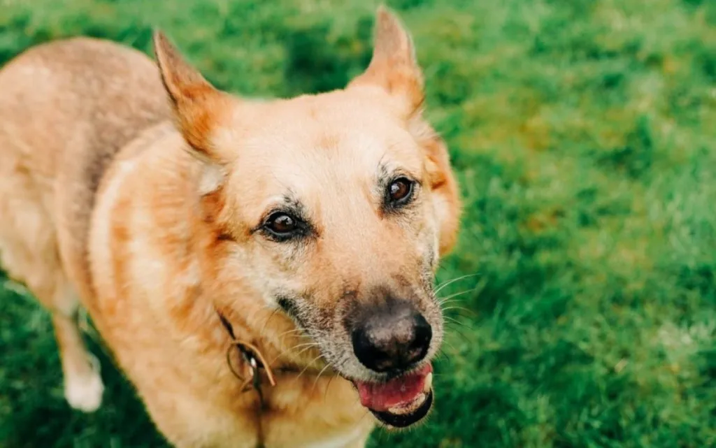 friendly chinook dog smiling