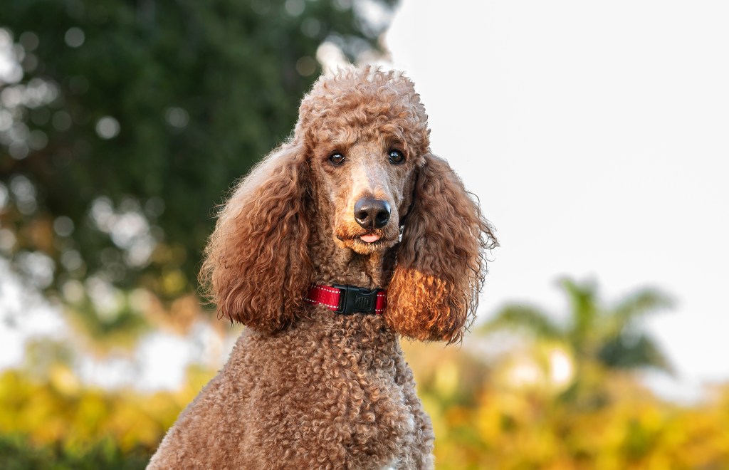 Close-up of Standard Poodle outdoors