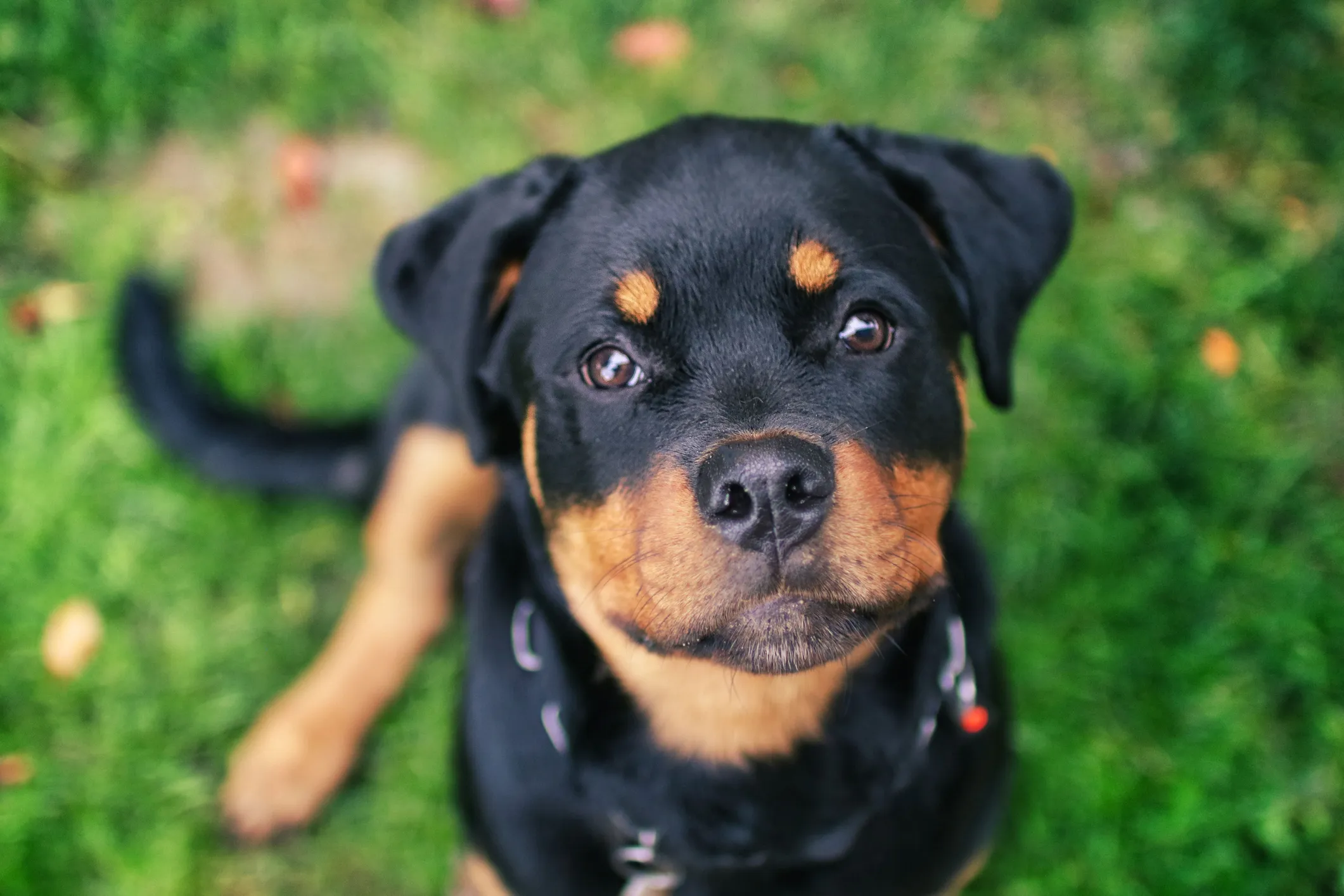 Double coated clearance rottweiler