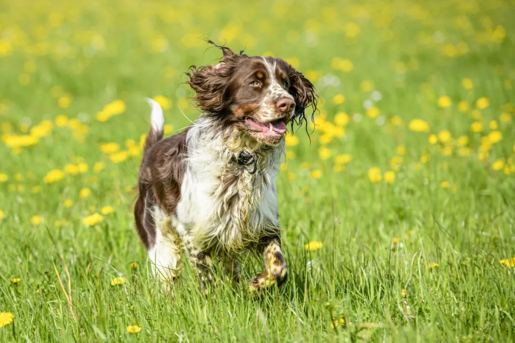 english springer spaniel running in a meadow