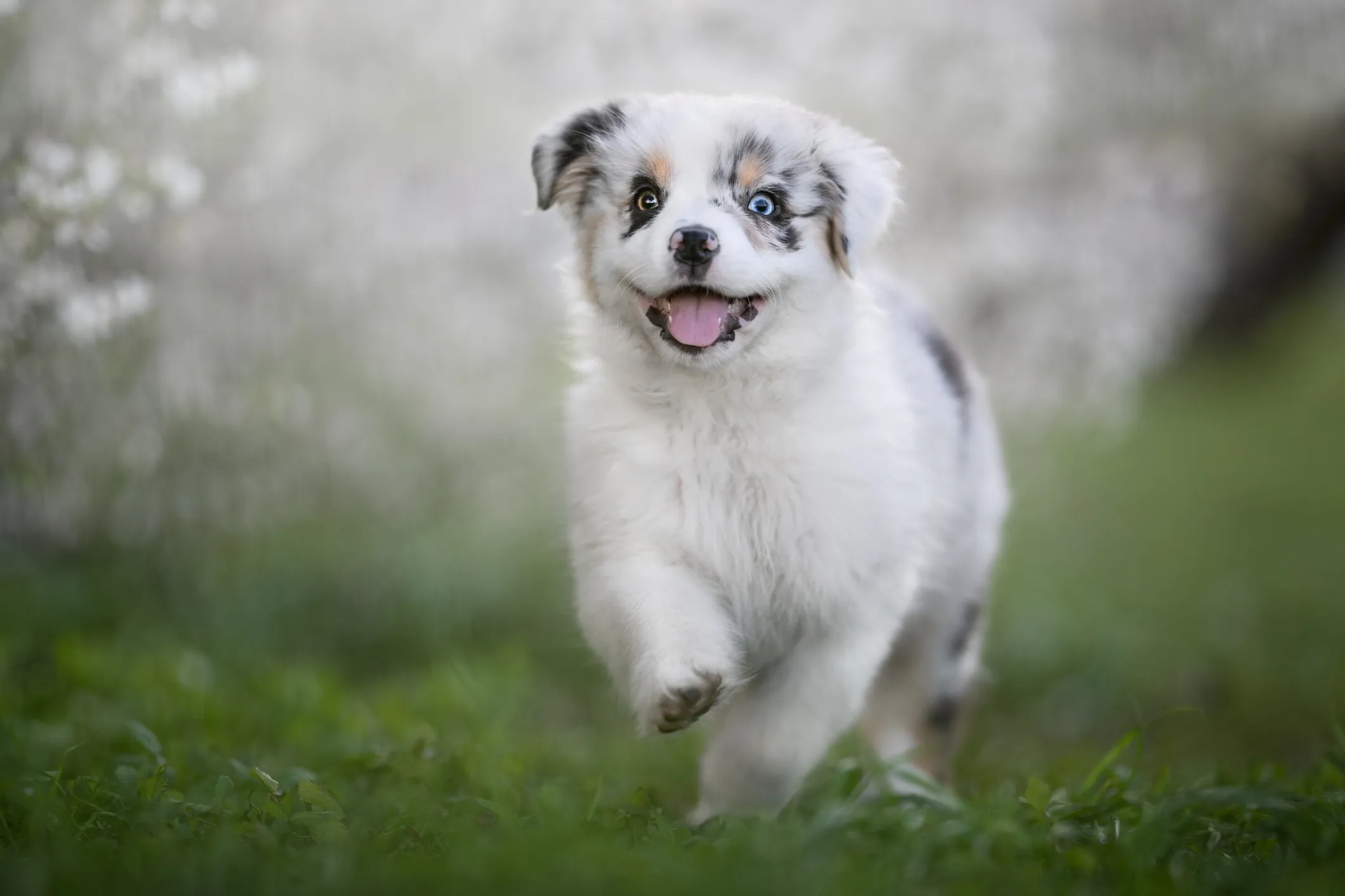 Pics of best sale australian shepherd puppies