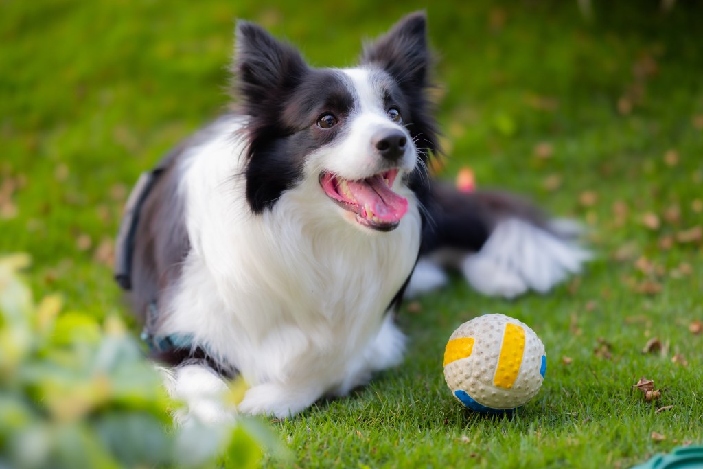 Collie with a ball