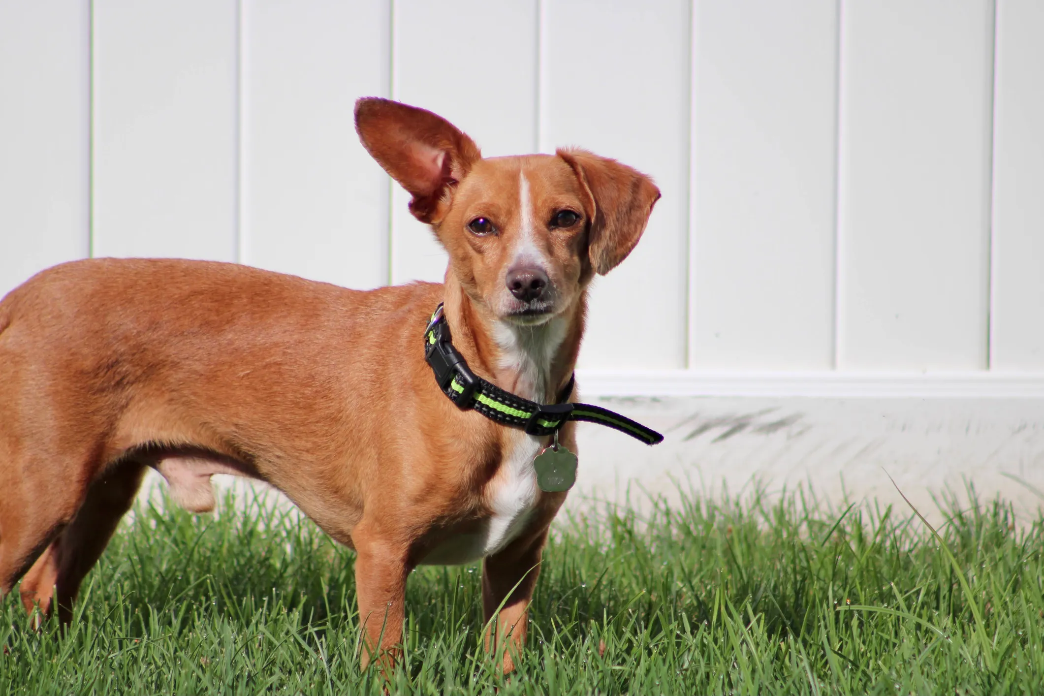 Chihuahua sales weiner mix