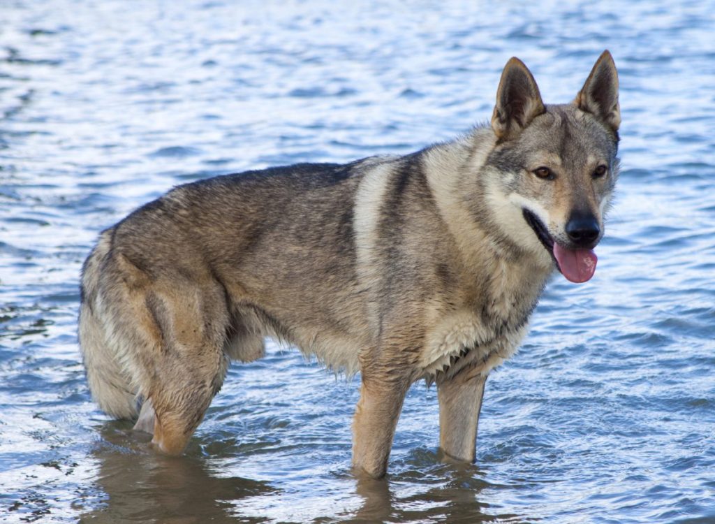 Czechoslovakian Vlcak Wolfdog standing in water