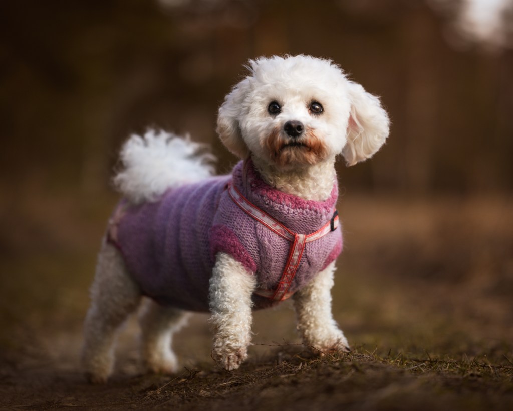 Bichon Frise, a small dog breed, in a sweater