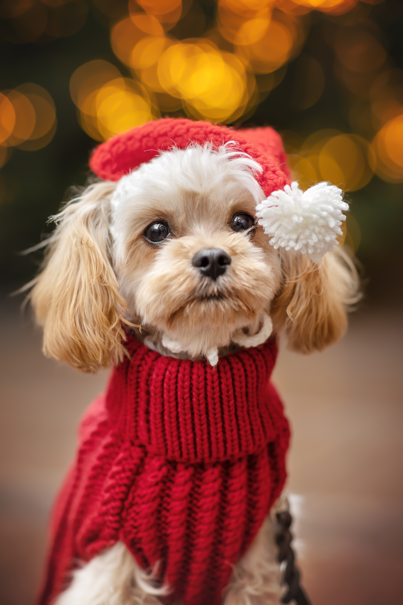 Cavapoo dogtime store