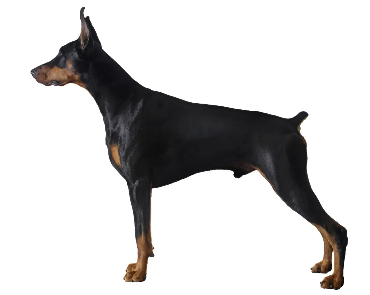 Doberman dog doberman store dog