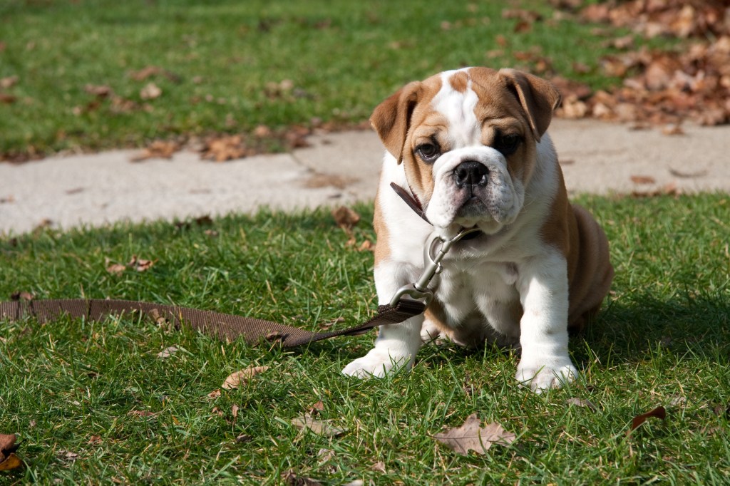 English Bulldog puppy on leash outdoors