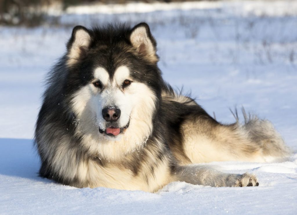 Alaskan Malamute, a large fluffy dog, in the snow