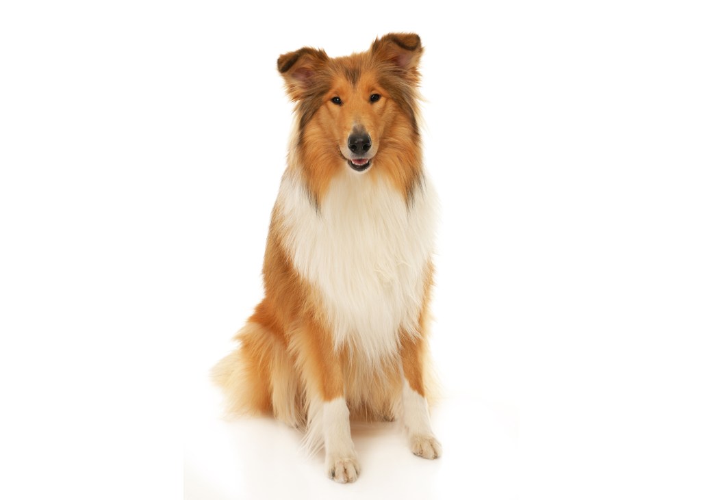 12 Rough Collies (aka Lassie) - Best Dog Breed Ever! ideas