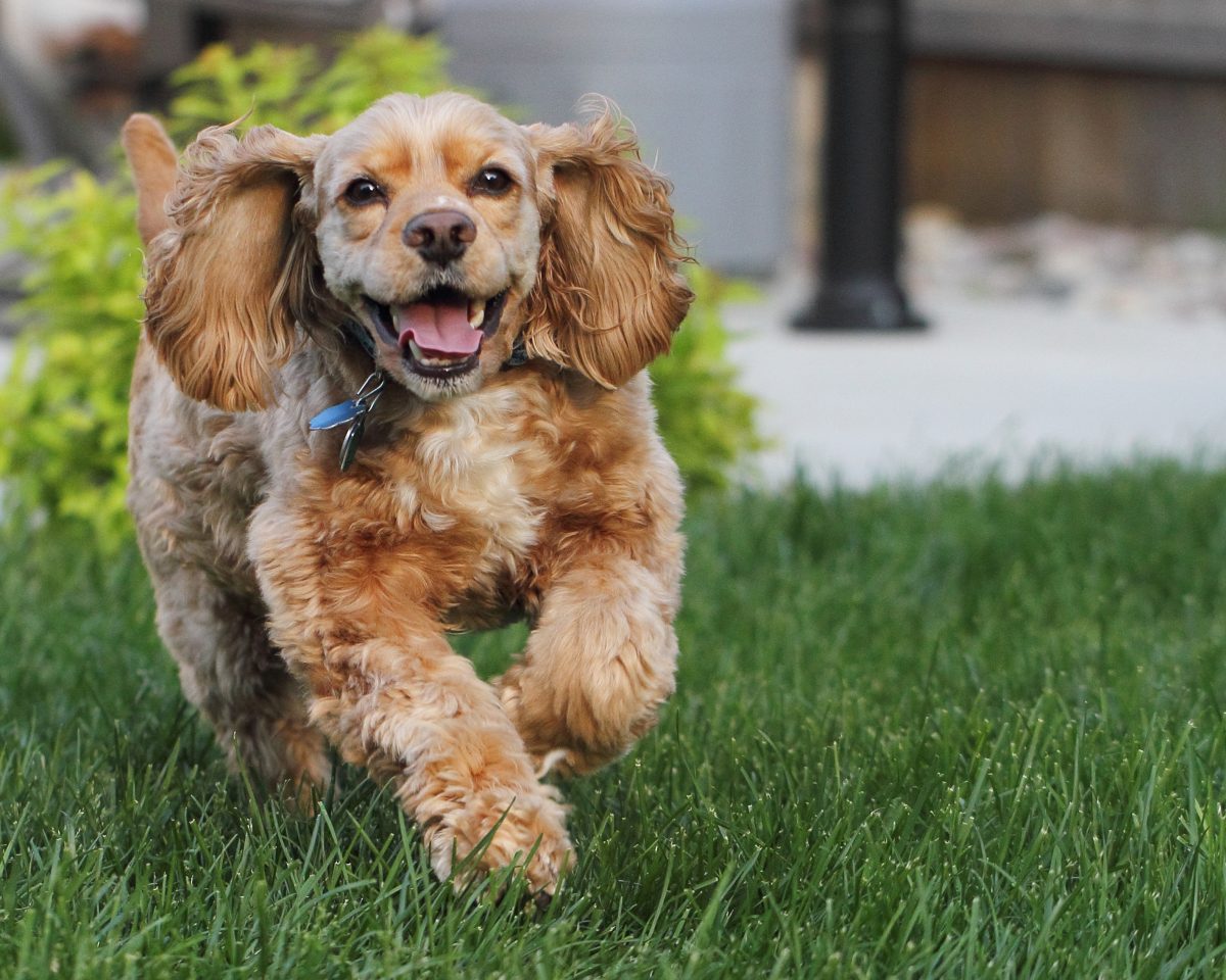 Cocker best sale american spaniel