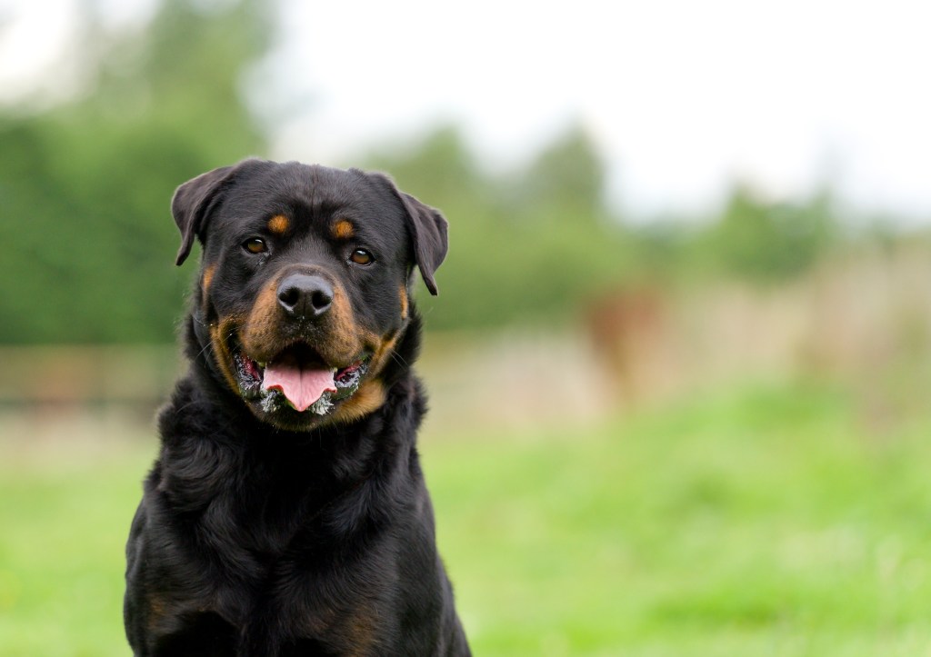 portrait of Rottweiler dog