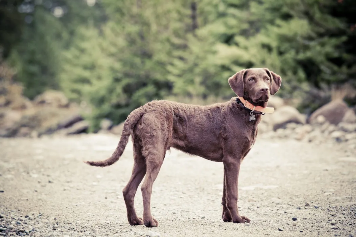 Chocolate chesapeake bay store retriever