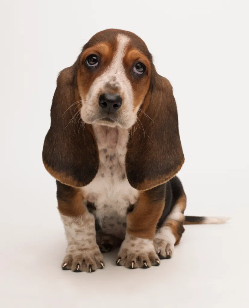 Young bassett hound puppy on a white backdrop, patiently waiting for attention.