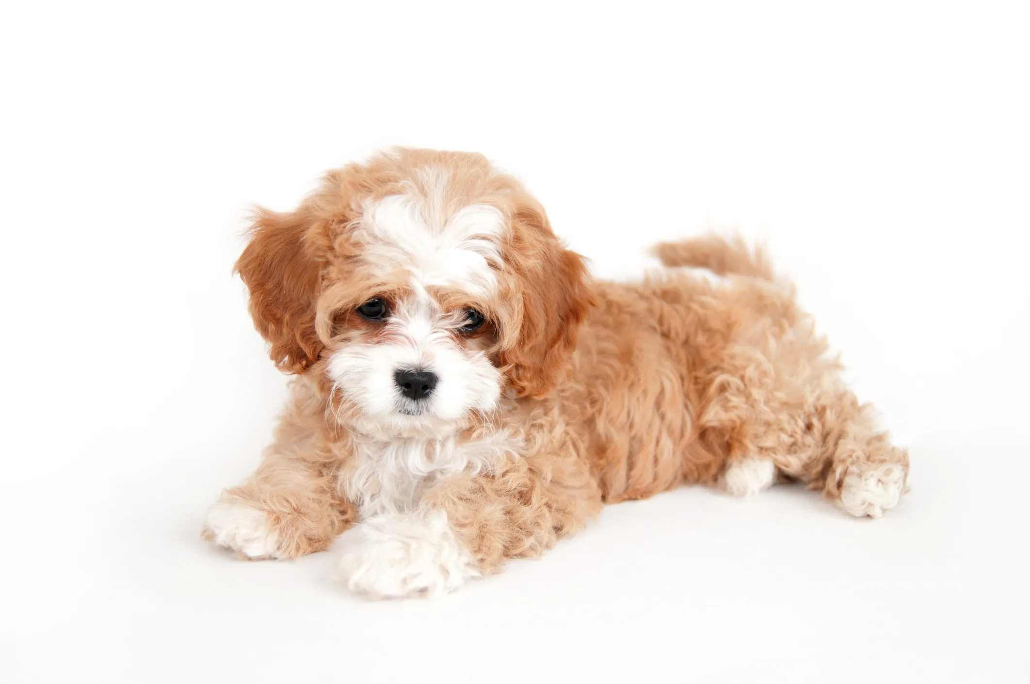 Cavapoo and 2024 poodle mix