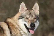 Czechoslovakian Vlcak wolfdog
