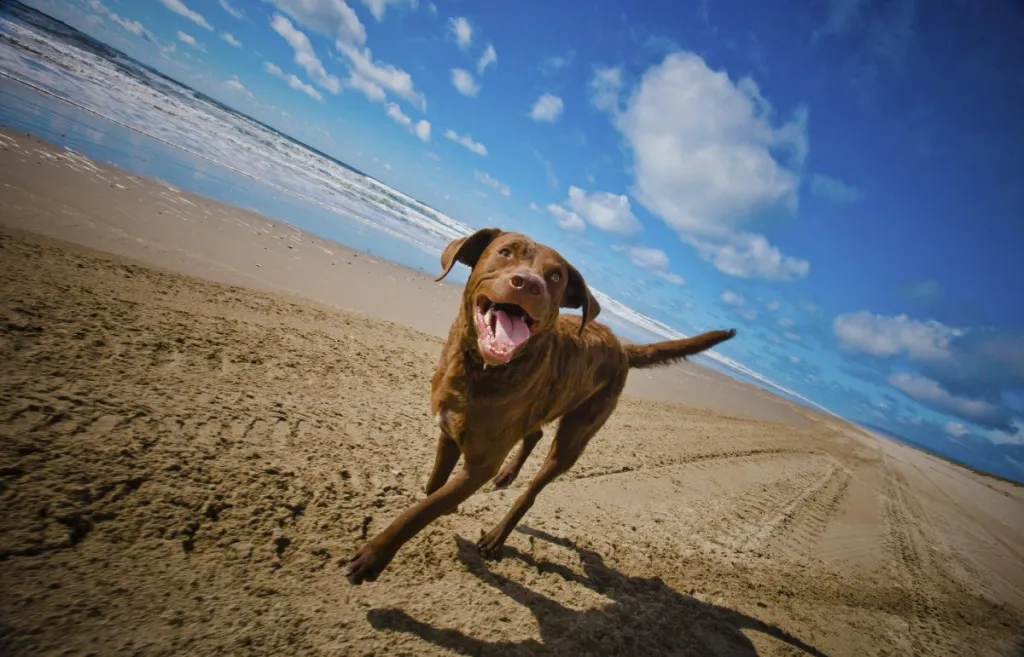 chesapeake bay retriever running