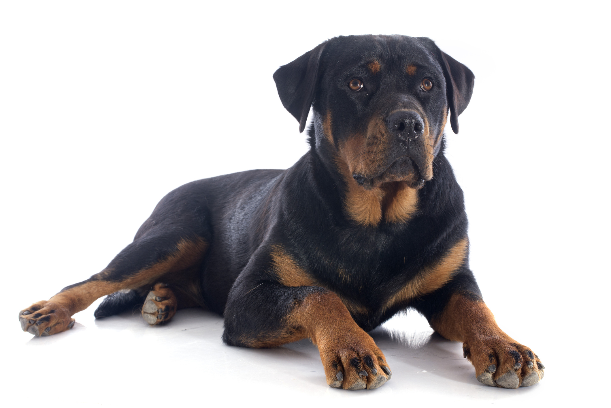 Rottweiler with best sale pointy ears