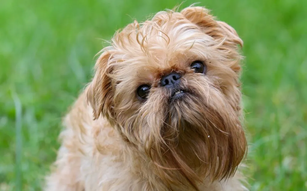 White Griffon Puppies