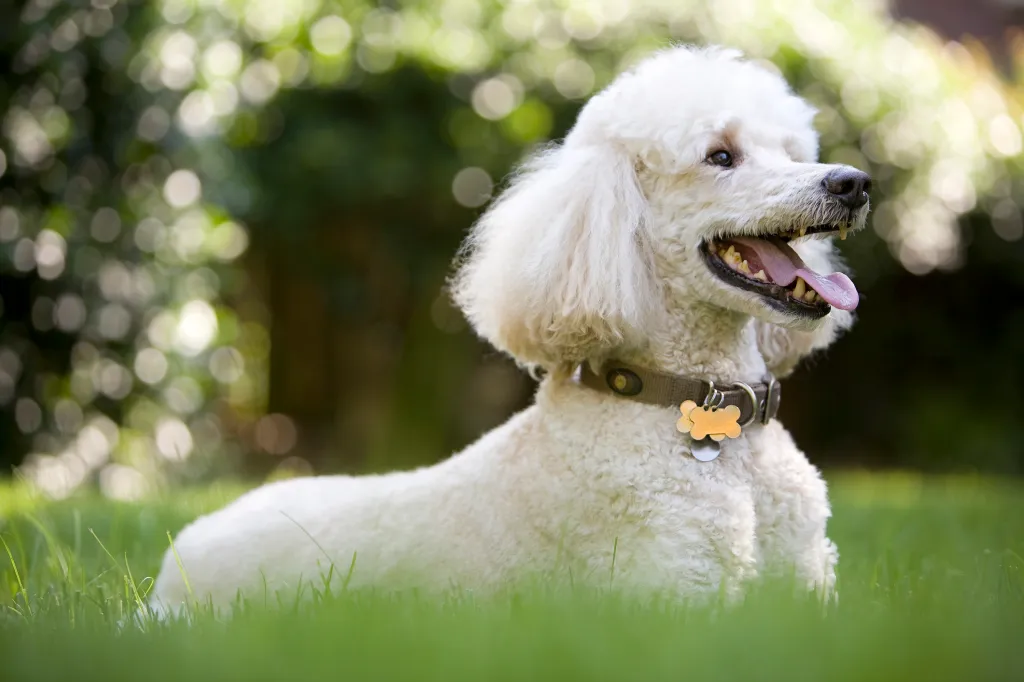 Standard Poodle lying in the grass