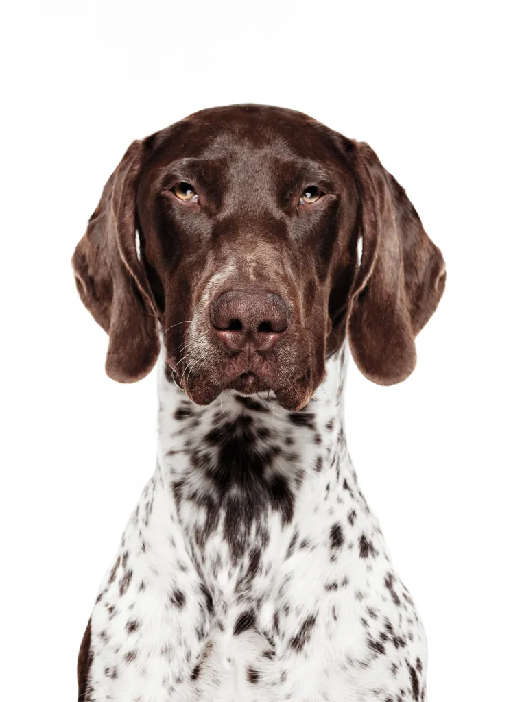 Portrait of a Brown and White Pointer on a white backdrop.