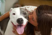Woman kissing Pit Bull therapy dog