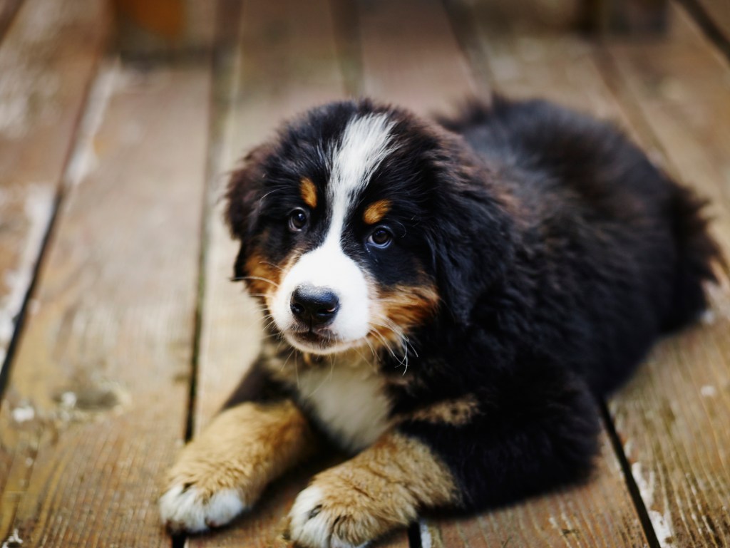 Bernese Mountain Dog puppy lying on deck
