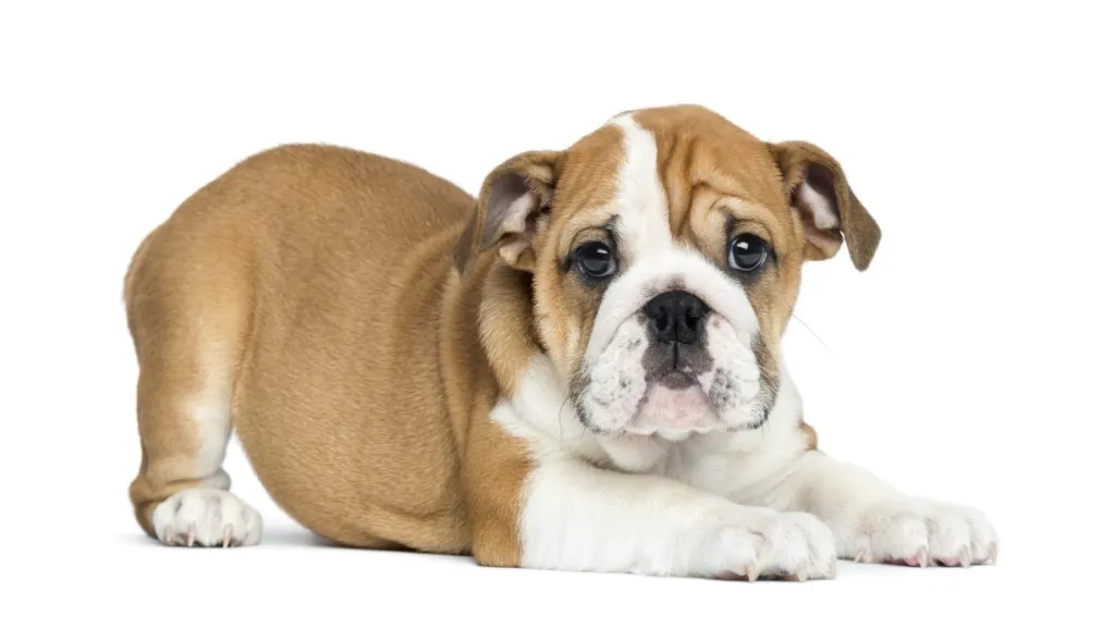English Bulldog puppy against white background