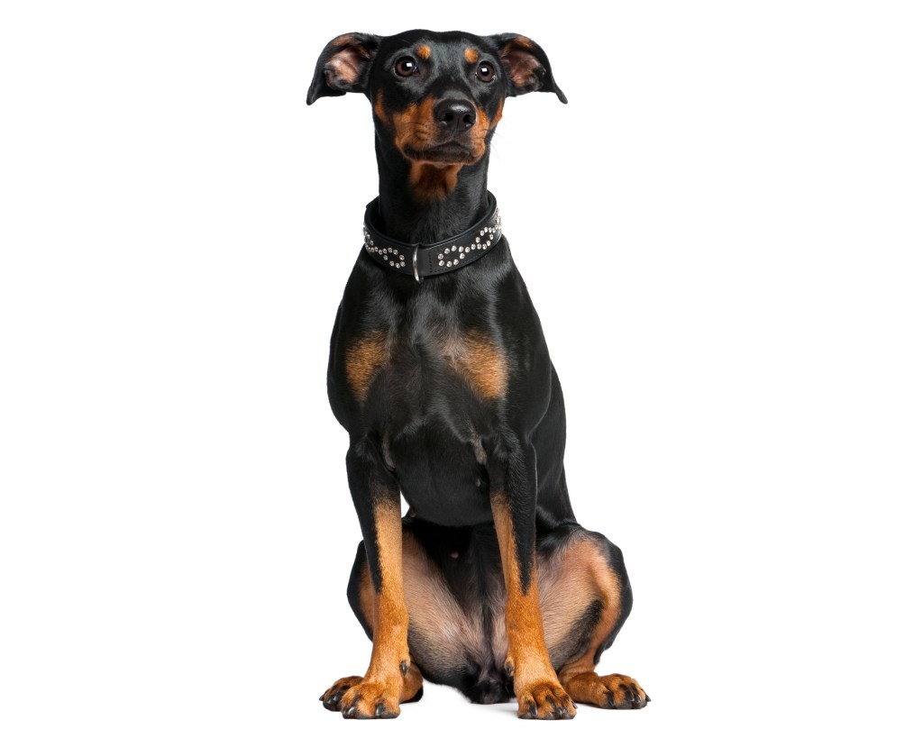 German Pinscher sitting in front of a white backdrop.