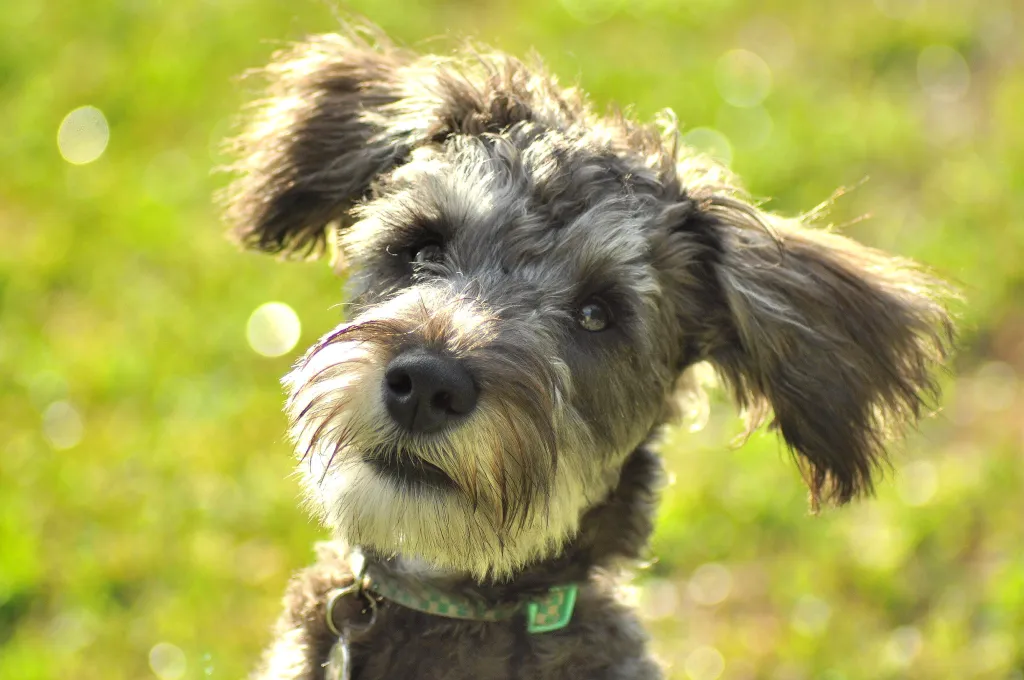A mini schnauzer and poodle mix, this cute, small dog is outdoors. Bokeh background and sunlight.