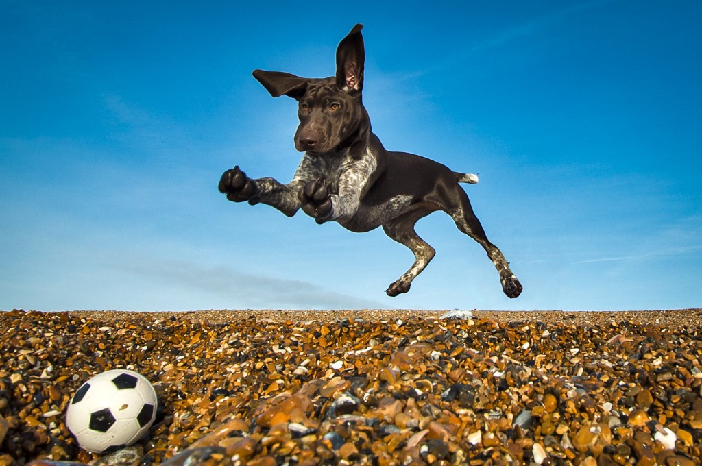 A Pointer puppy jumping after a ball