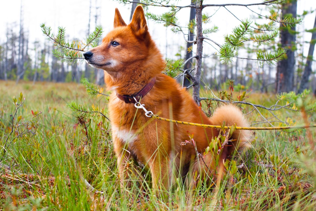 Finnish best sale spitz rescue