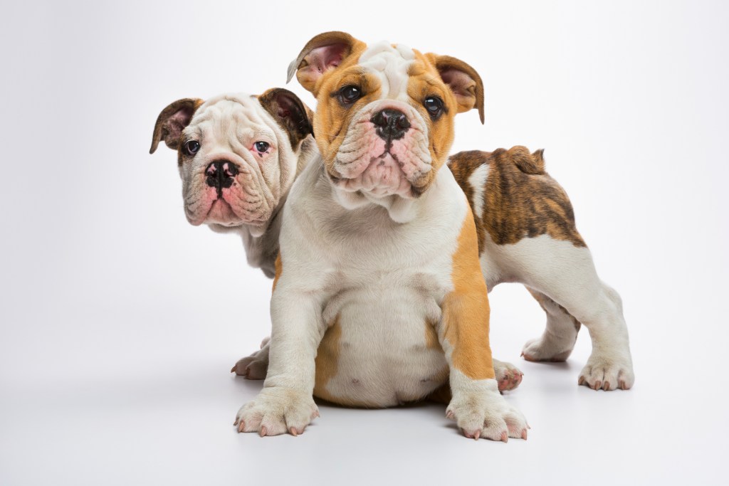 English Bulldog puppies isolated against white background