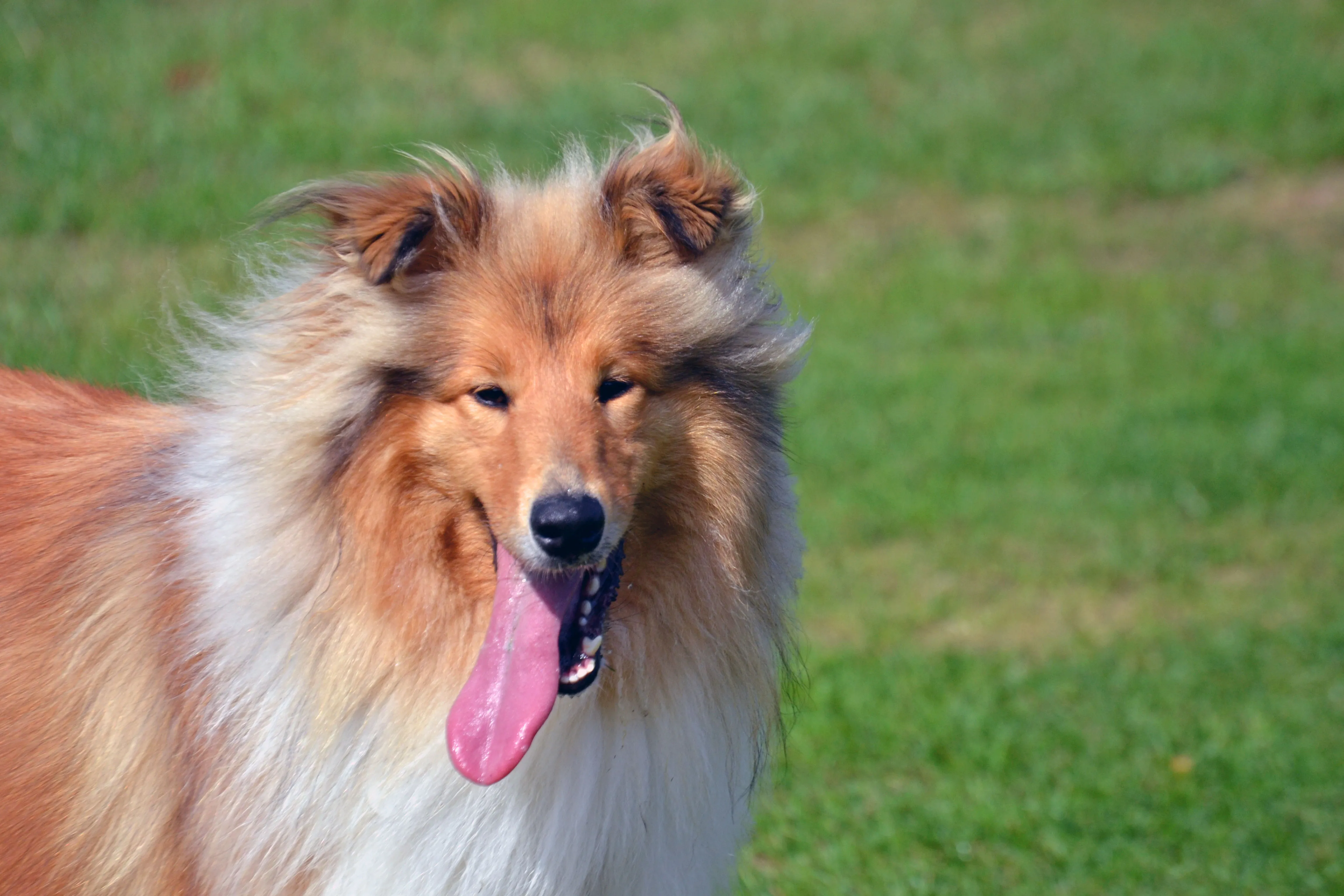 Big collie dog best sale