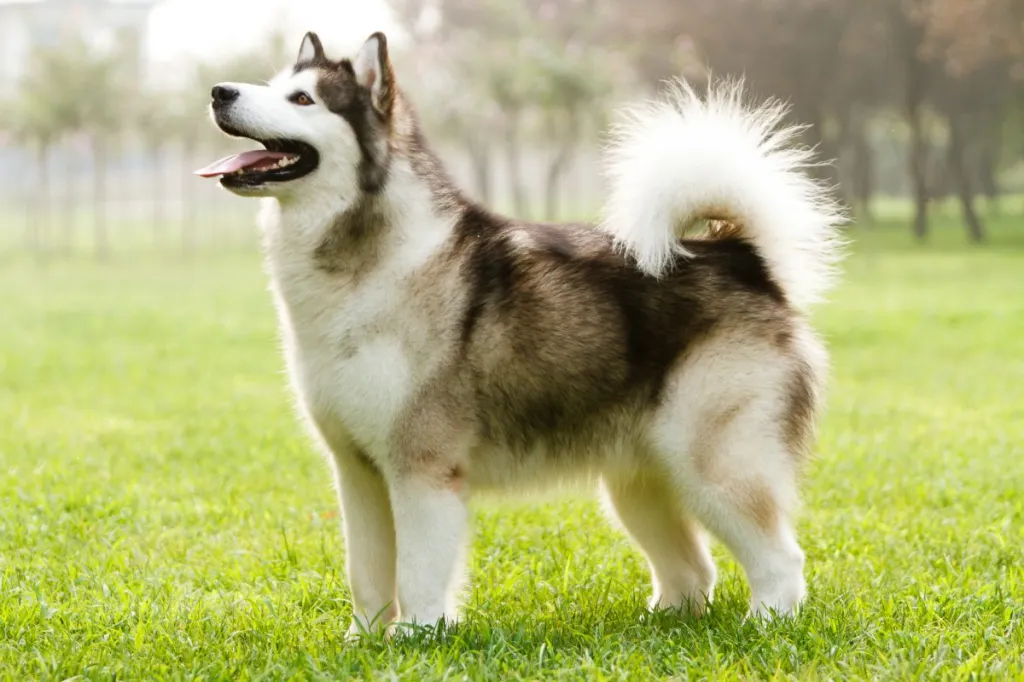 Alaskan Malamute, a large fluffy dog, standing in the grass.