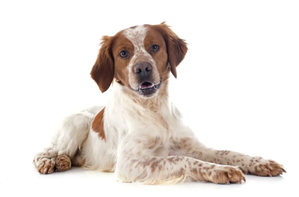 Portrait of a Brittany Spaniel in front of white background.