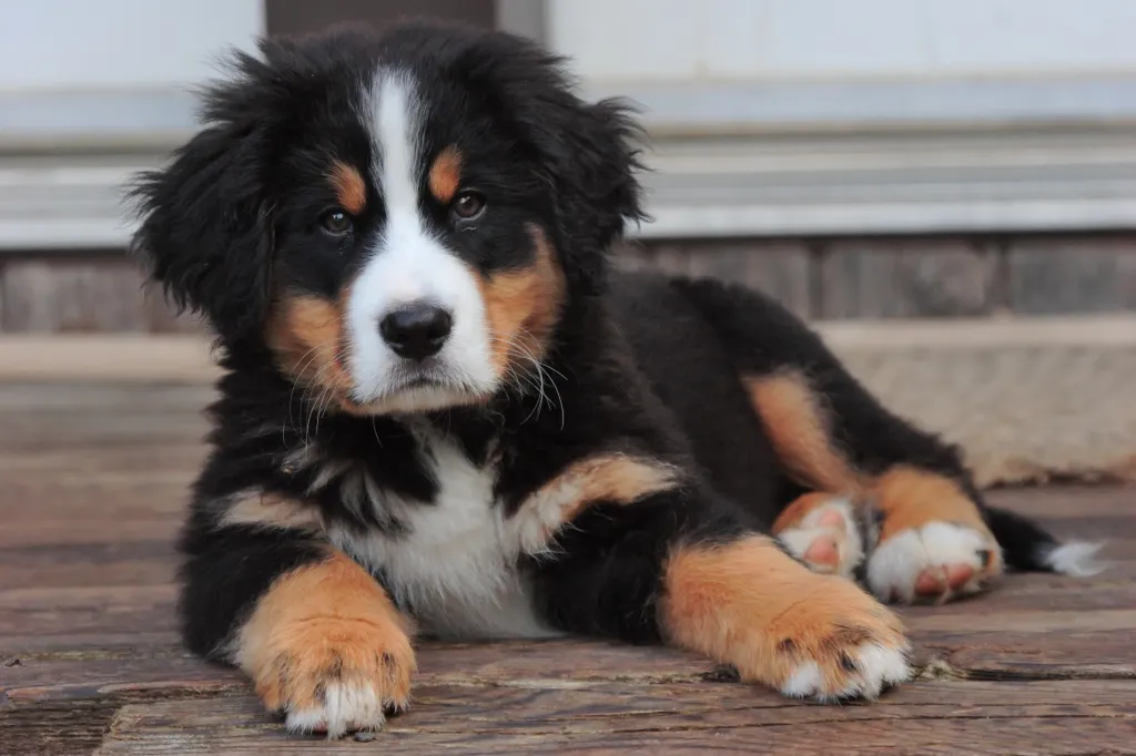 Bernese Mountain dog puppy lying on deck