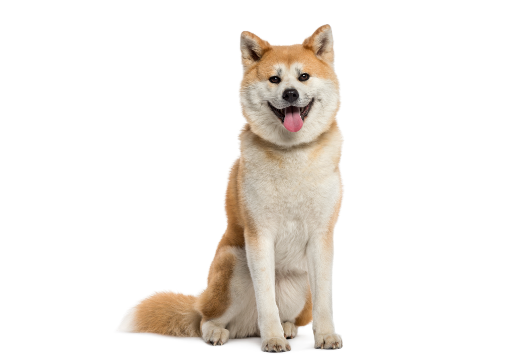 An Akita dog sitting on a white backdrop.