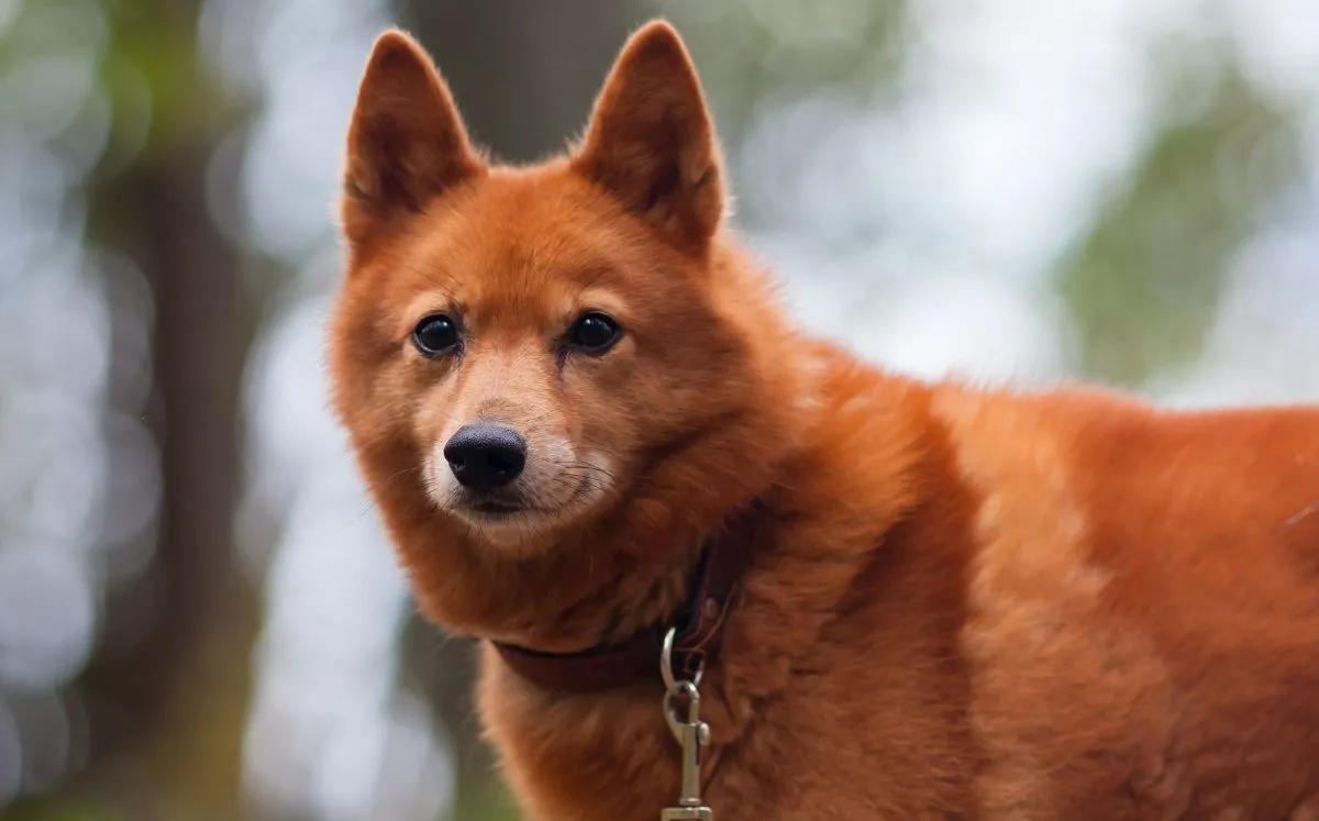 Finnish spitz best sale german shepherd mix