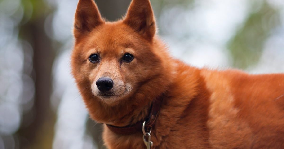 Finnish Spitz outdoors