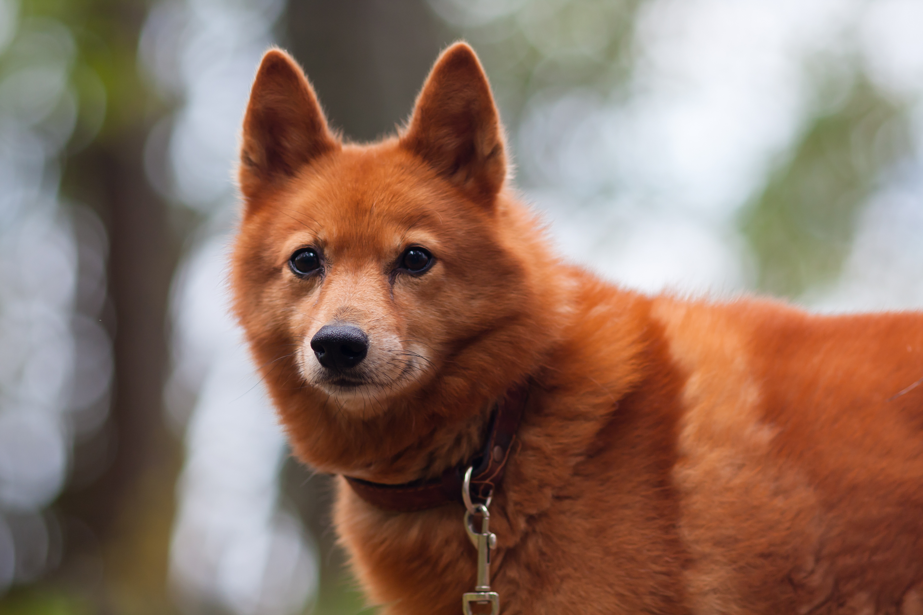 Finnish spitz store puppy for sale